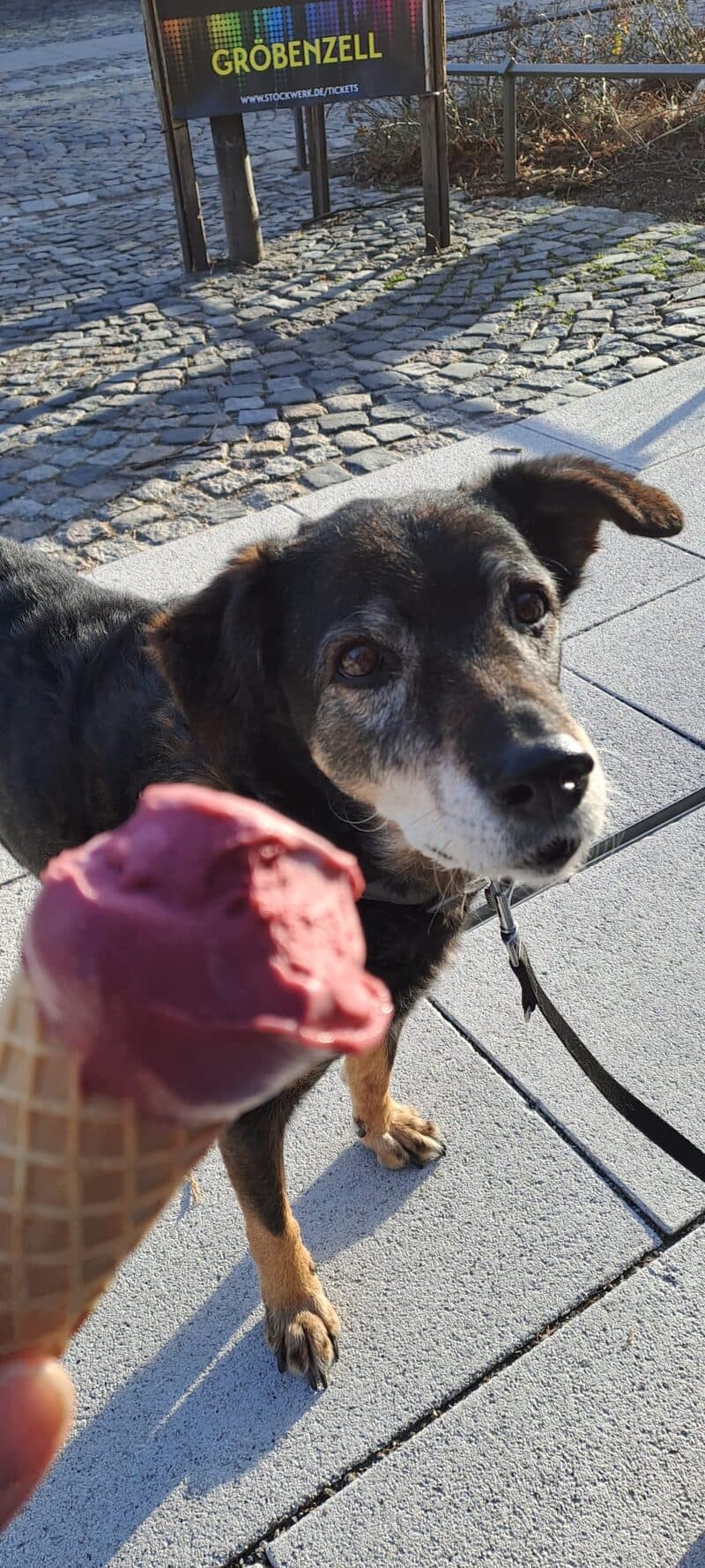 Originalfoto 1 – Haustier-Uploadbild