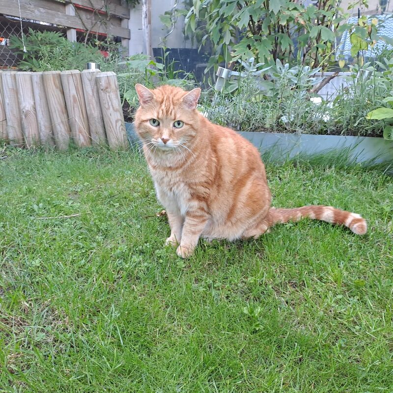 Originalfoto 2 – Haustier-Uploadbild